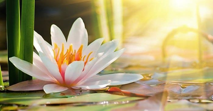 beautiful lotus