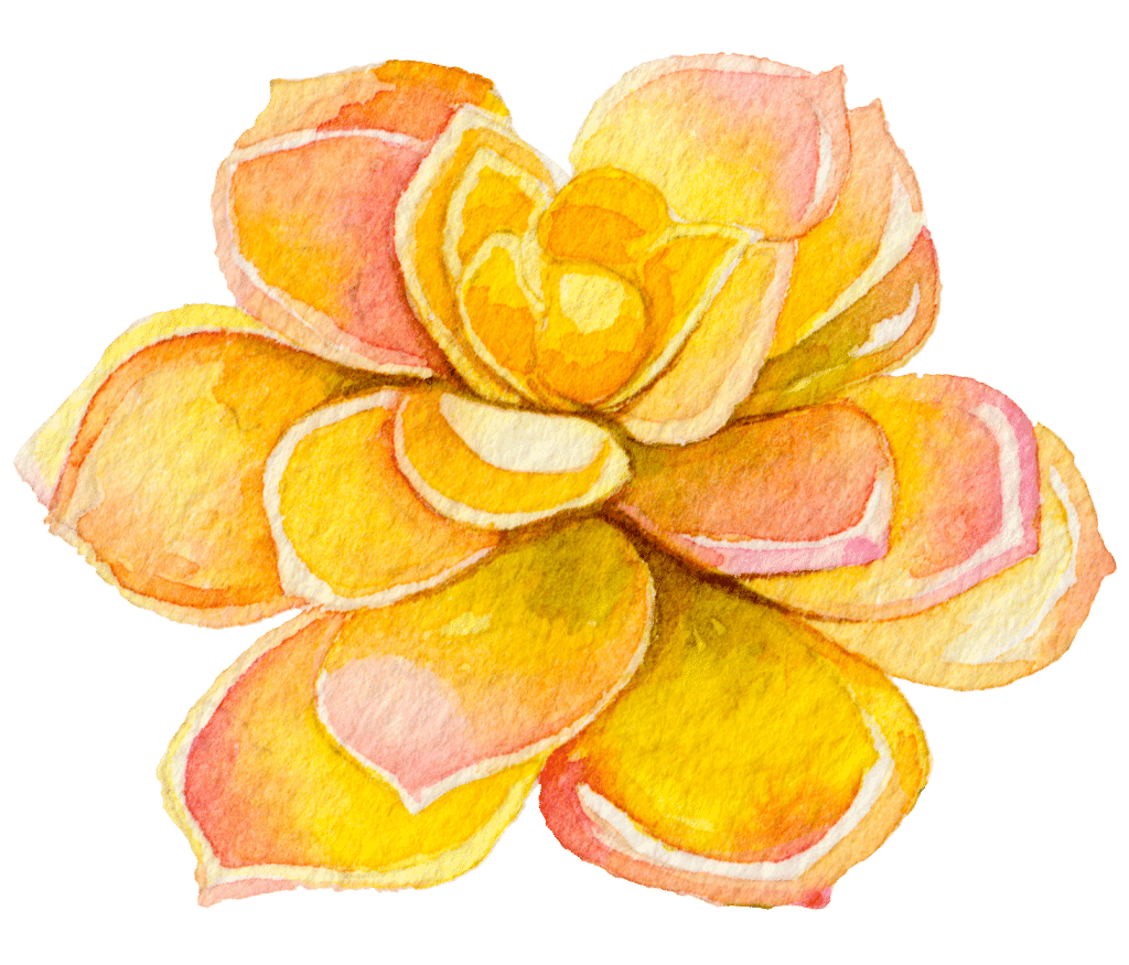 lotus flower