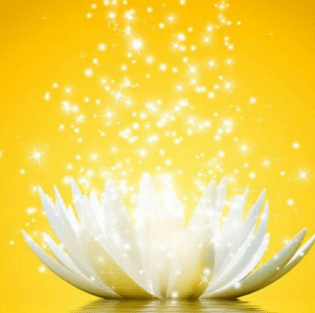 white lotus