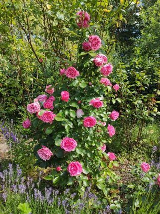 rosor