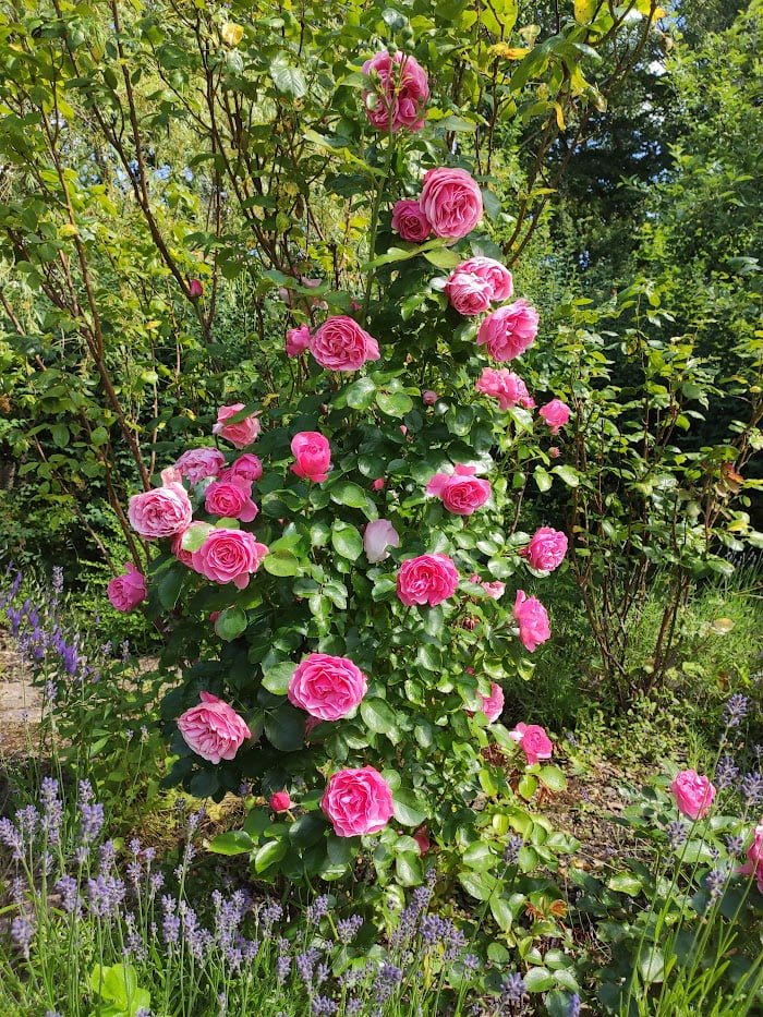 rosor