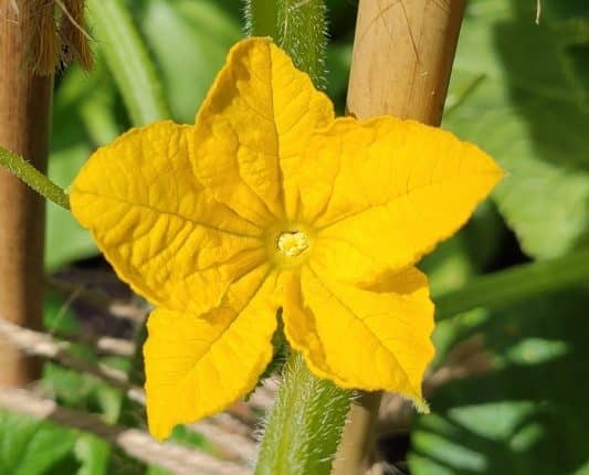 gurka
