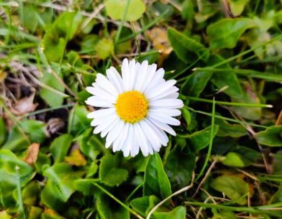 daisy flower
