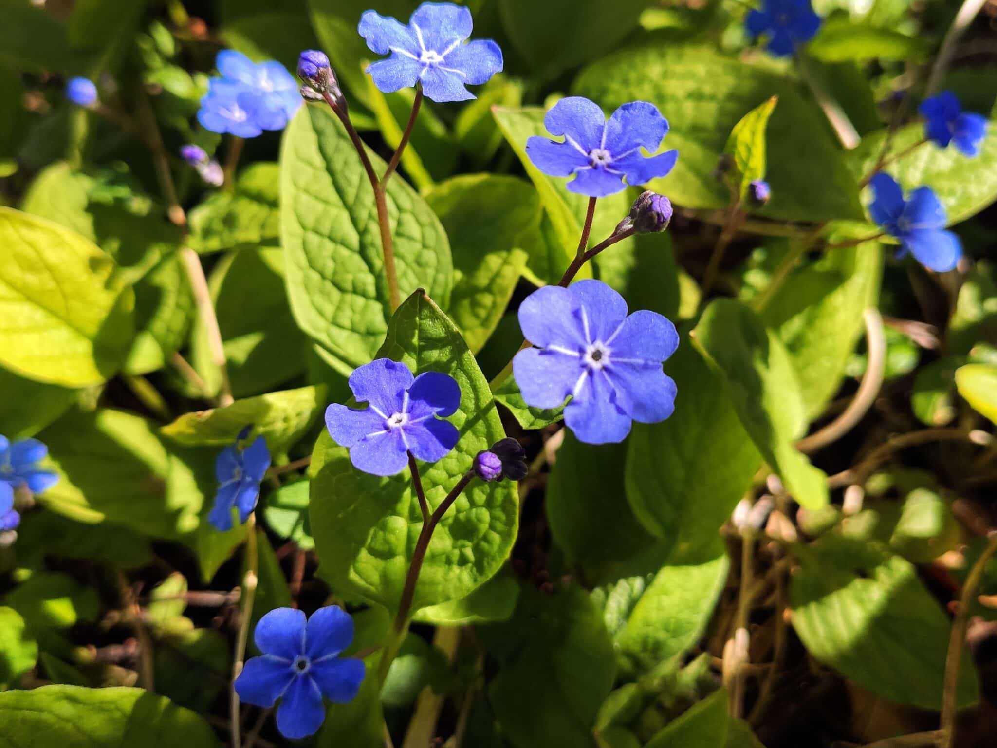 forget me not
