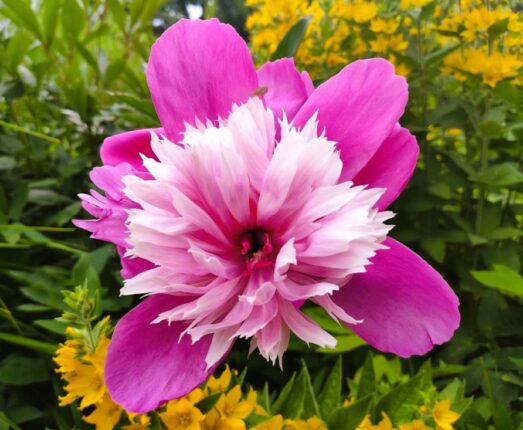 pion in love