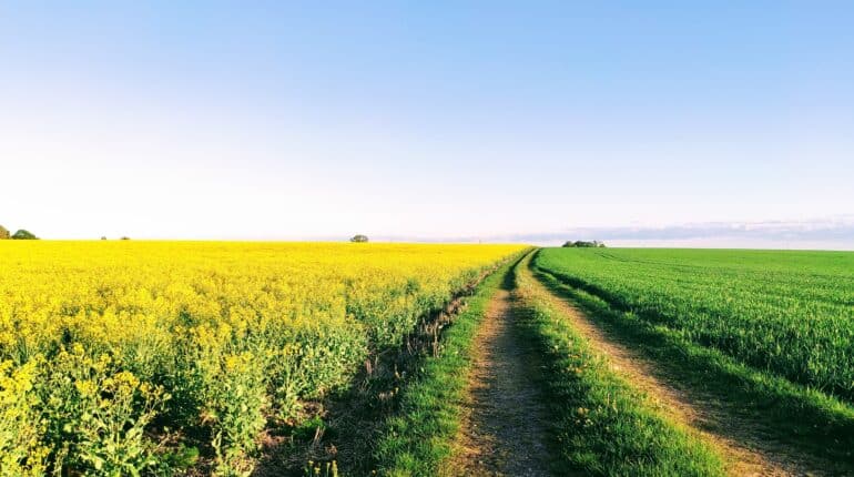 field of love