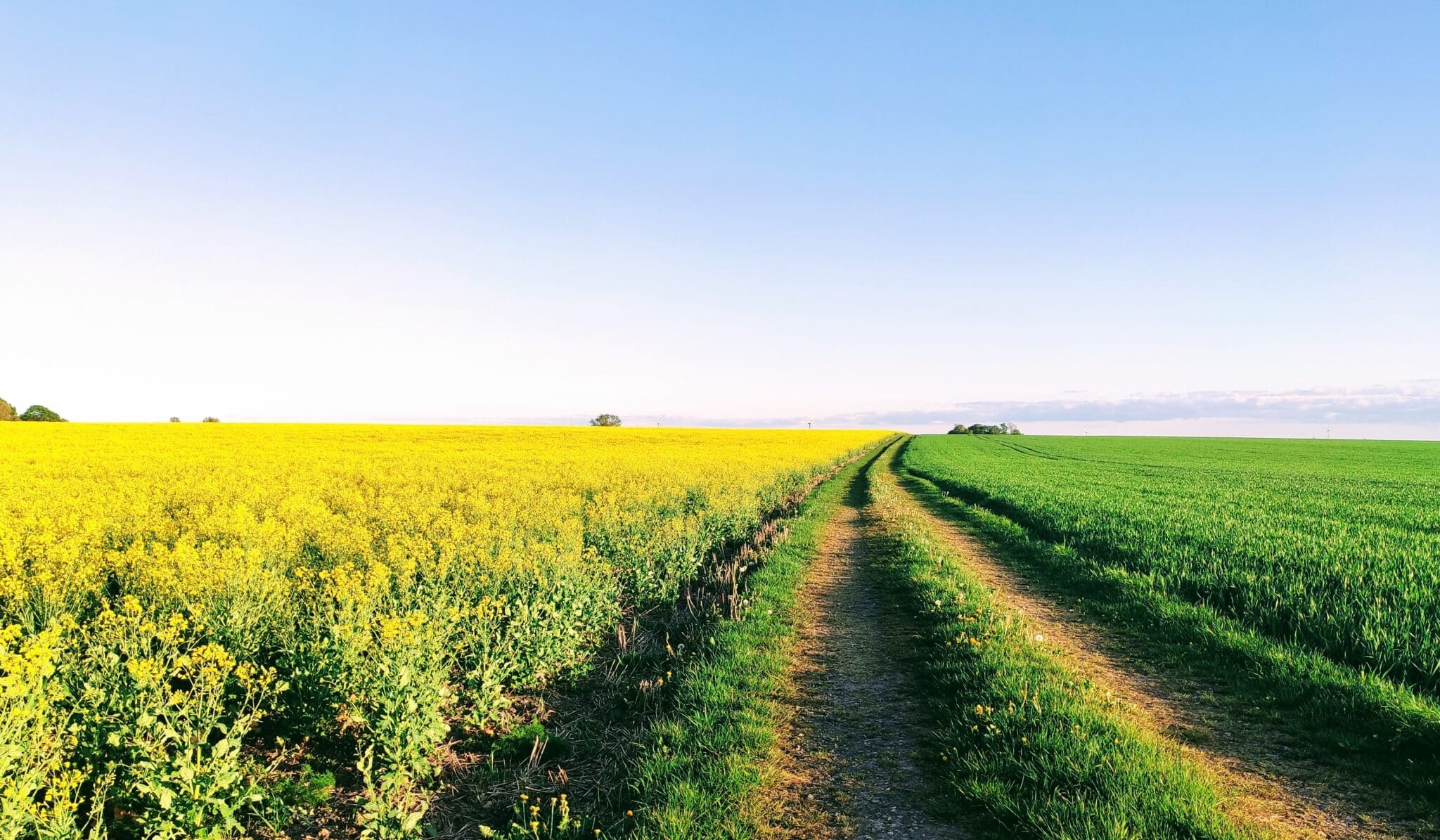 field of love