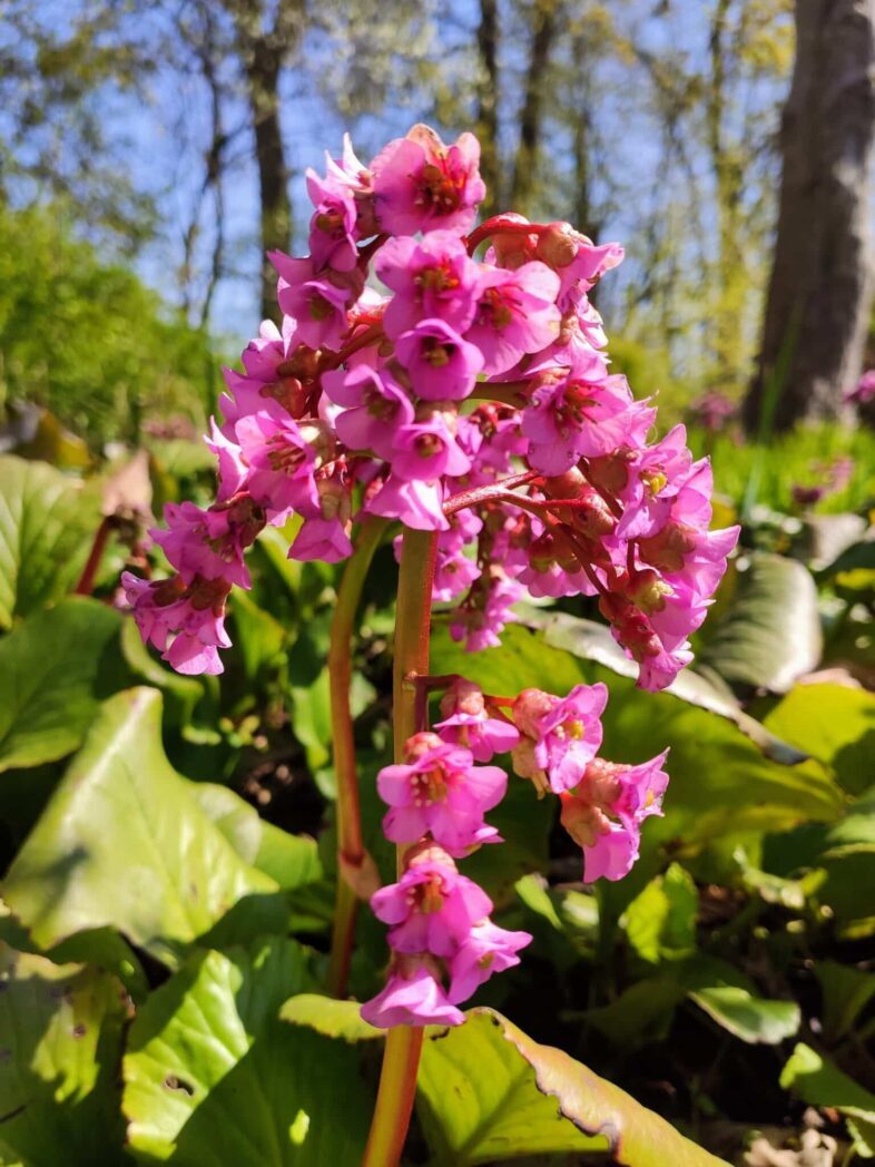 pink flower