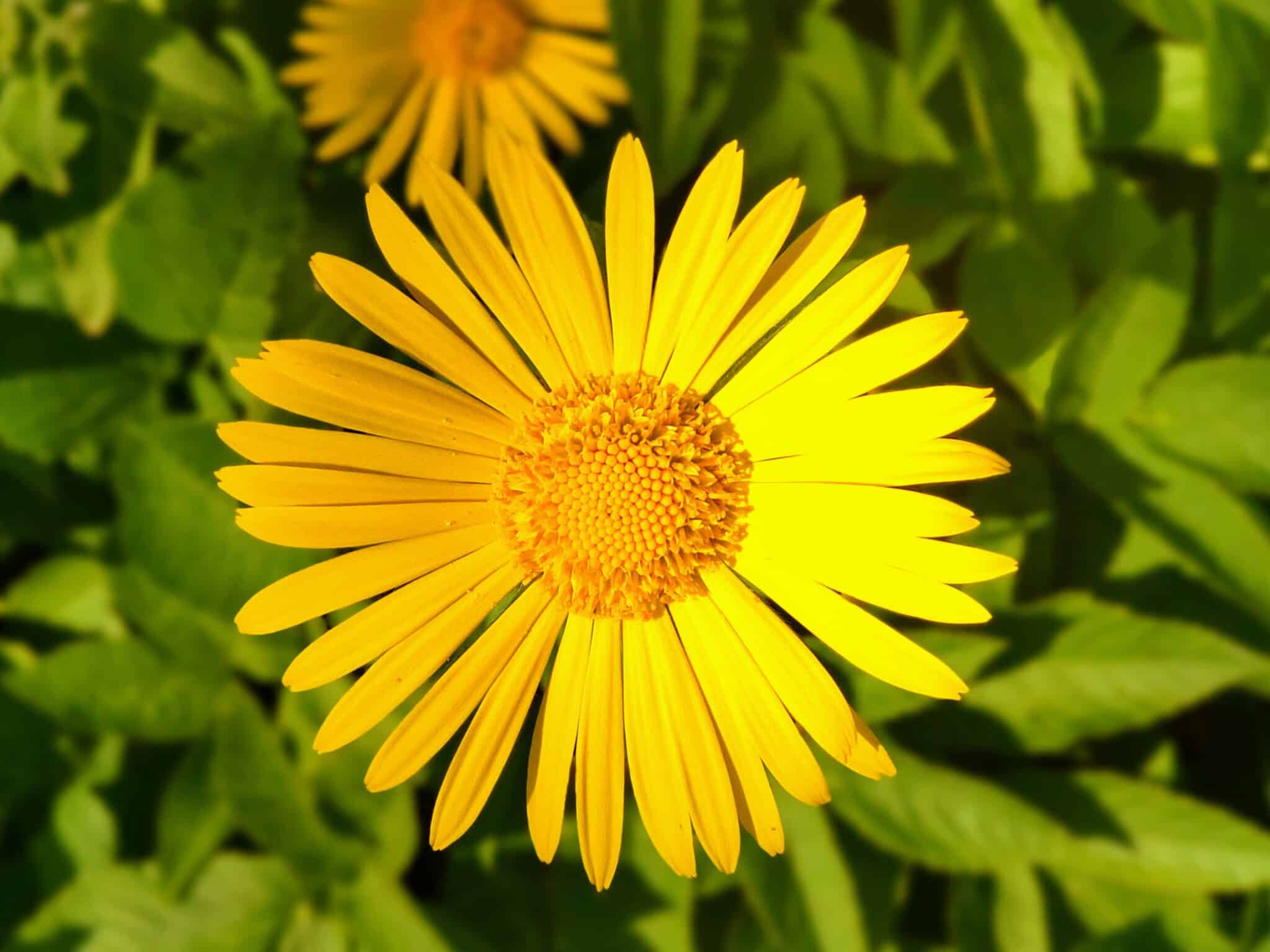 sunnylove