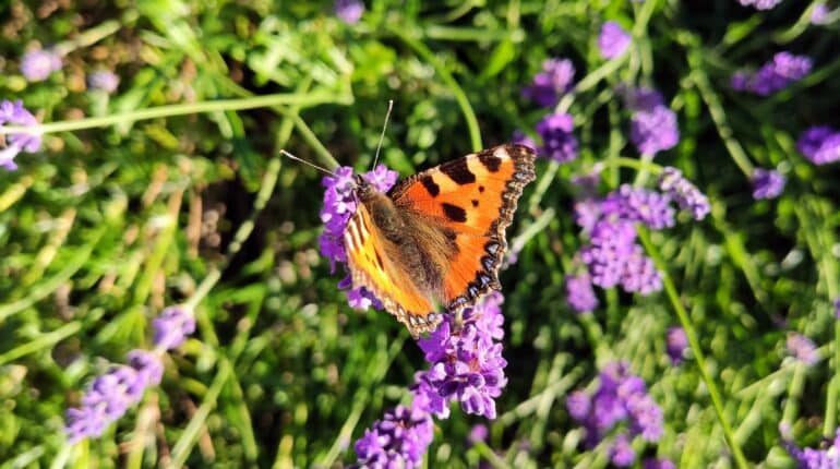 lavendel
