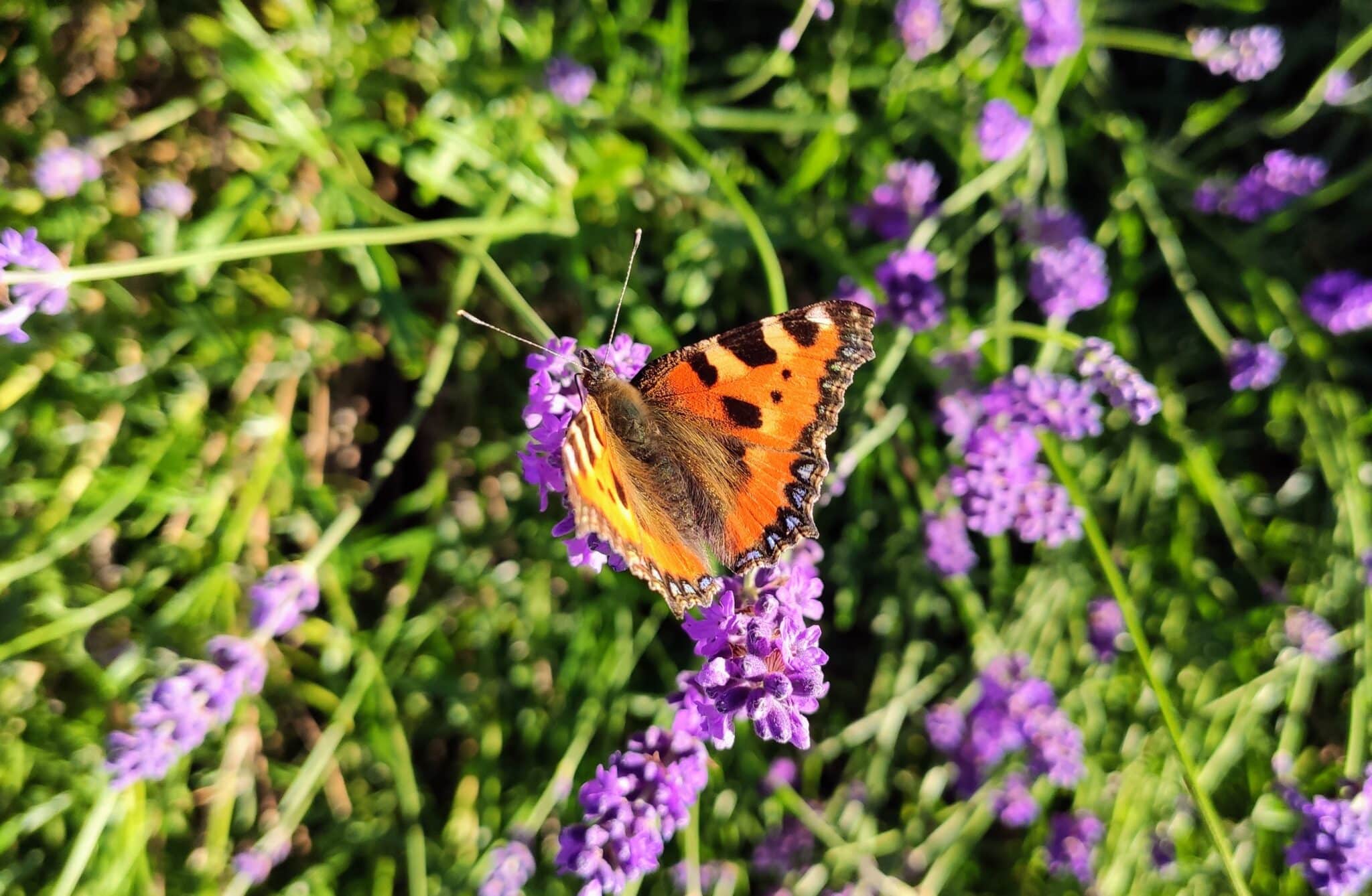 lavendel