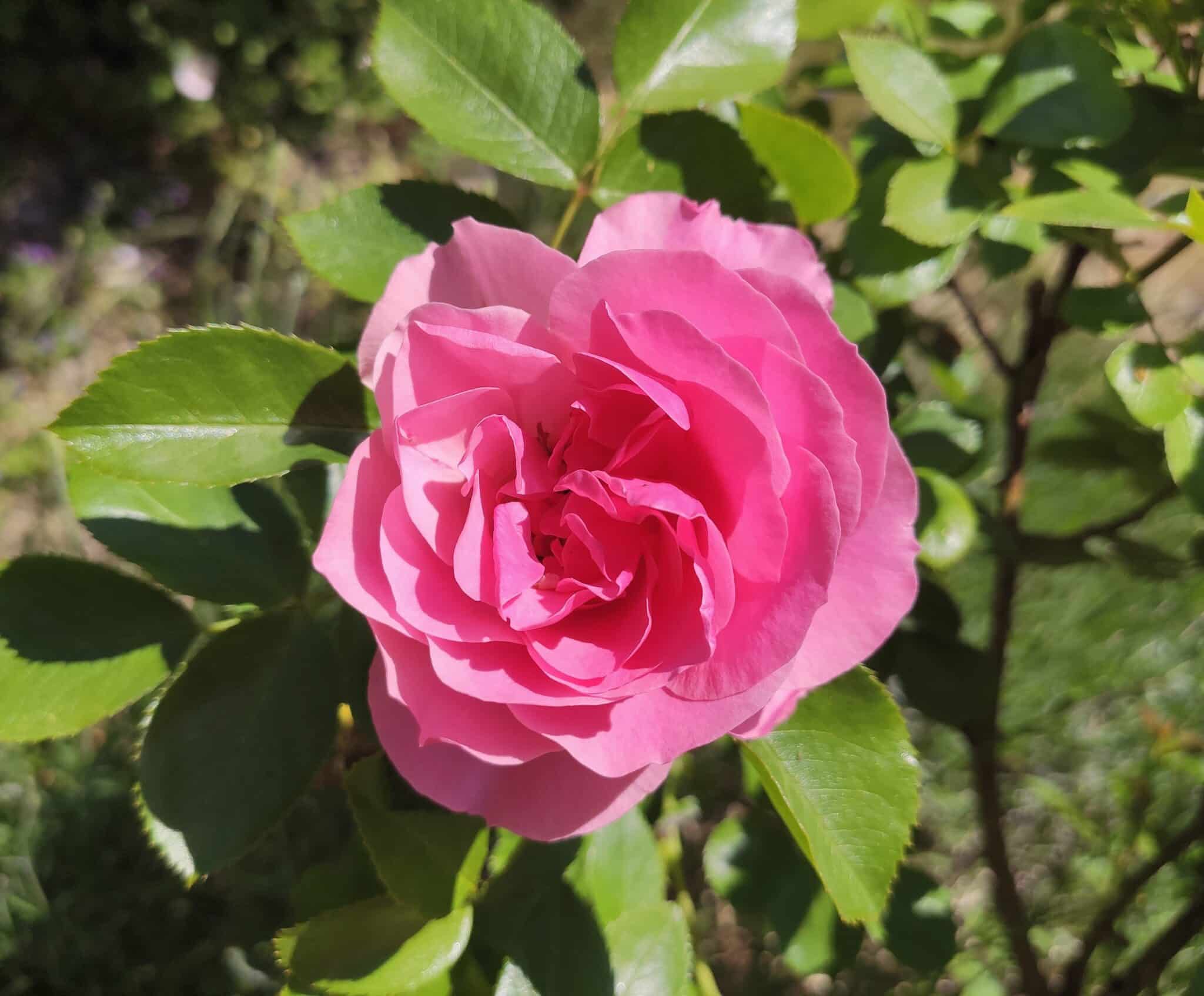 rosa ros