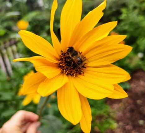 gul blomma visdom