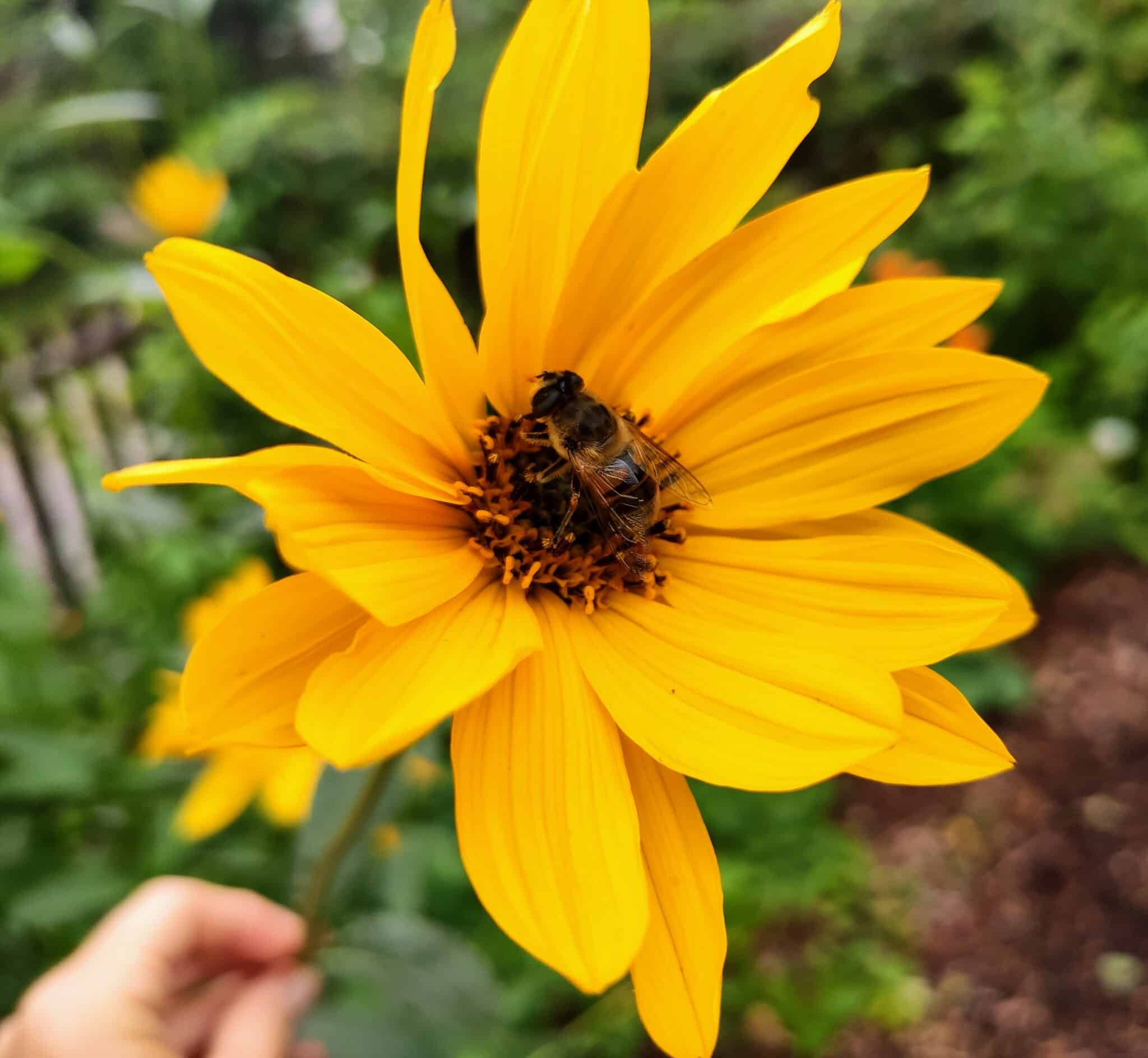 gul blomma visdom