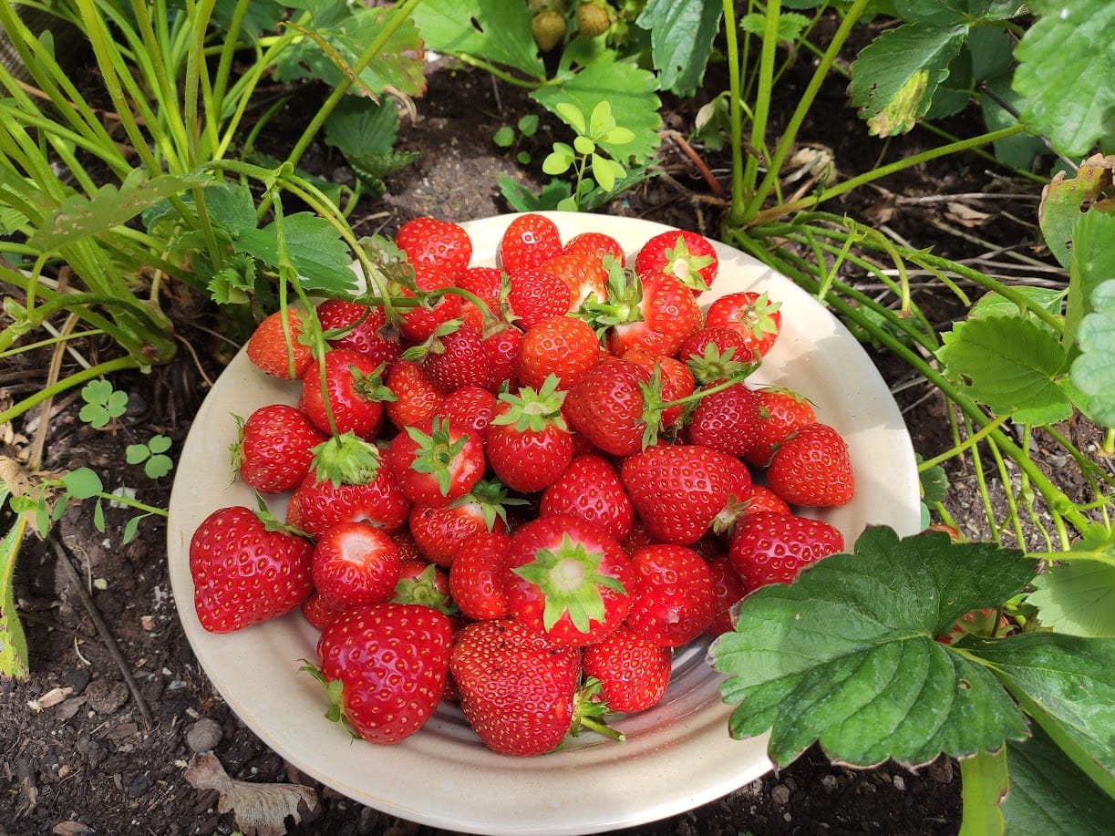 mariao midsommar